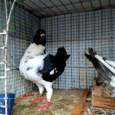 Merpati hias american modena merpati unik sepasang indukan