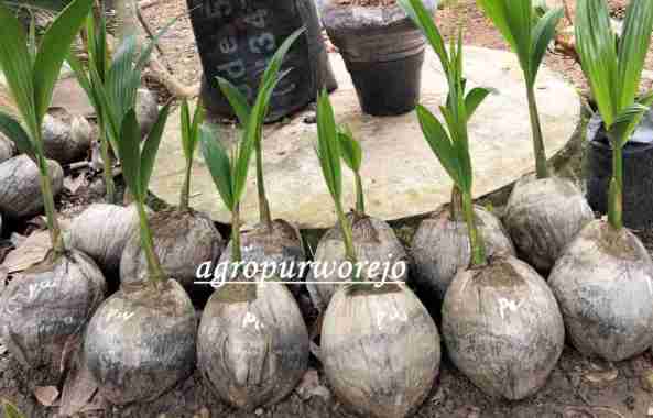 Bibit Tanaman Kelapa Pandan Wangi - Aroma Khas - Baik Untuk Kesehatan