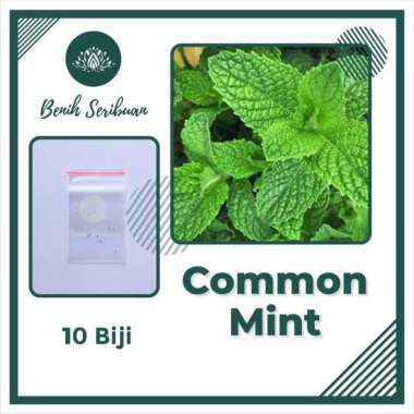 10 Bibit Daun Common Mint Tanaman Herb Unggul MINT COMMON MINT