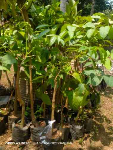 Bibit Tanaman Kayu wolo / kayu lanang