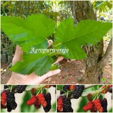 Bibit Tanaman Buah Murbei / Mulberry/Besaran - Cepat berbuah