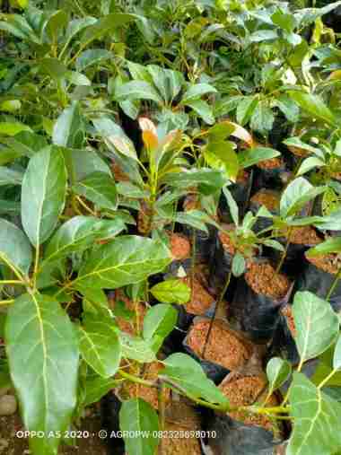 Bibit Tanaman Alpukat Hass Asli - Sambung Pucuk Kualitas Unggul