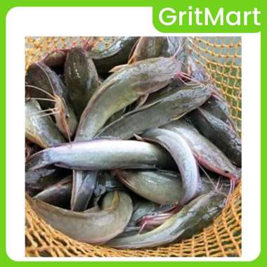 Ikan Lele Hidup 500 gr I Daging Empuk I Anti Bau Lumpur, Cocok untuk Pecel Lele & Lele Goreng