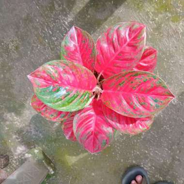 Agkonema Wulandari Size Remaja