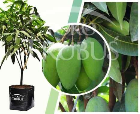 Bibit Tanaman Buah Mangga Kiojay