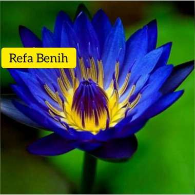 1 Biji Benih Tanaman Teratai Blue Merak F1 Import / Benih Langkah /Benih Unik / Benih Lotus