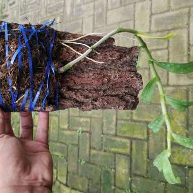 Dendrobium nobile papan bibit bunga anggrek dendro bulat dari keiki cantik