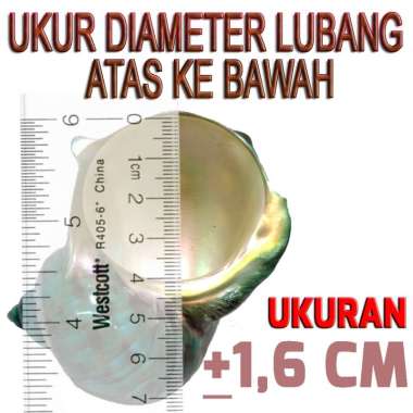 cangkang shell kelomang pompongan umang umang 1.6CM