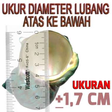 cangkang shell kelomang pompongan umang umang 1.7CM