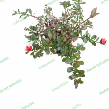 Tanaman Krokot Bunga Batik