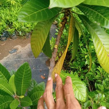 BIBIT MAME SAPOTE MAGANA CANGKOK BERBUNGA