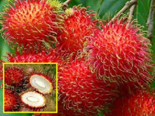 Bibit Tanaman Rambutan Binjai Super Siap Tanam