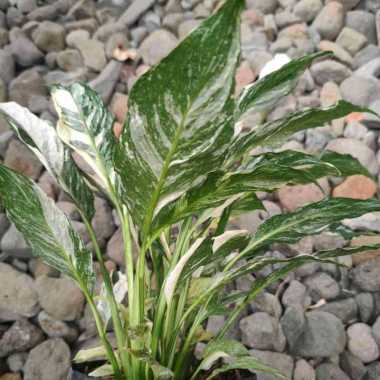 Tanaman Hias Bunga Spathiphyllum Domino Variegata / Peace Lily Domino Variegated