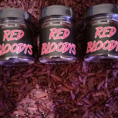 Maggot Red Bloodys Super RKFish Aquatic Channa Maru, Auranti, Limbata, Pulchra