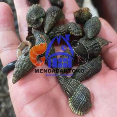 keong / kerang nenek / katanglo siput / chaulo hidup/live fresh