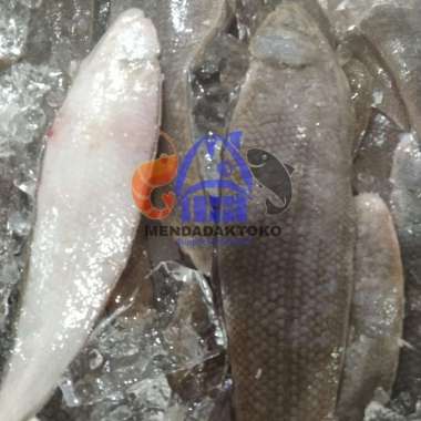 ikan lidah segar /1kg