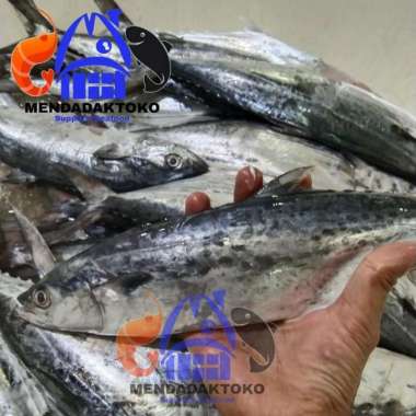 ikan tenggiri kawang / gepeng / pipih / cewe / betina fresh 1kg