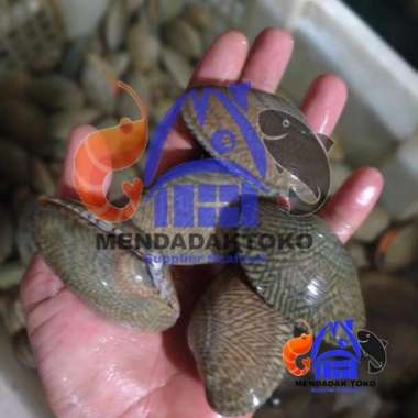 kerang batik hidup live | seafood | hasil laut segar