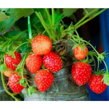 Bibit Strawberry California Manis Dataran rendah
