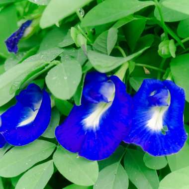 Bibit Benih Bunga Telang Isi 35 biji