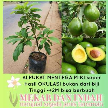 bibit tanaman alpukat mentega miki , pohon alpukat miki Multivariasi Multicolor