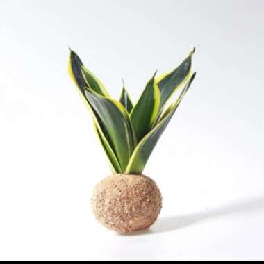 Lidah Mertua| Kokedama| vivaterra| Indoor decorations| low maintenance Multivariasi