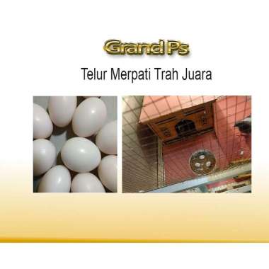 Telur Burung Dara / Telor Burung Merpati Asli