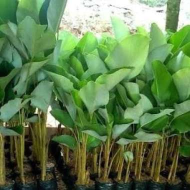 tanaman hias pisang kalatea - pohon pisang calathea
