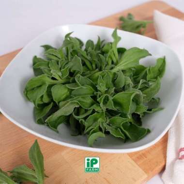 Crystal Ice Lettuce Shoot