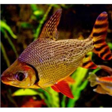 Ikan YFF Red Feifeng / American Flag Tail - Tankmate Predator - Algaeater - Ikan Hias Air Tawar 15cm