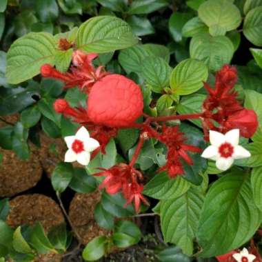 Tanaman Hias Bunga Nusa Indah - Bunga Merah - Tanaman Nusa indah