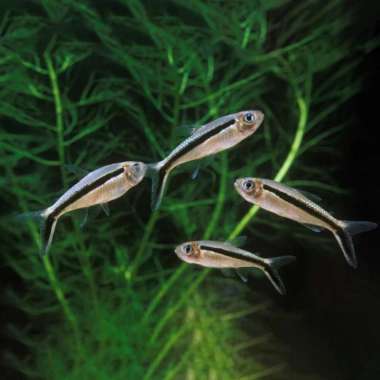 Penguin Tetra / Thayeria Boehlkei / Ikan Hias Aquascape