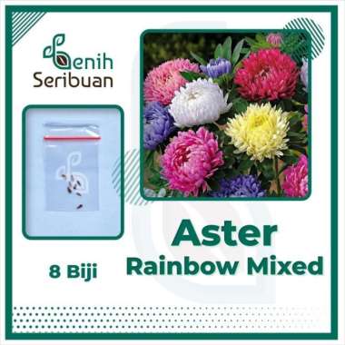 8 Bibit Bunga Aster Rainbow Mix Benih Tanaman Aster Warna-warni