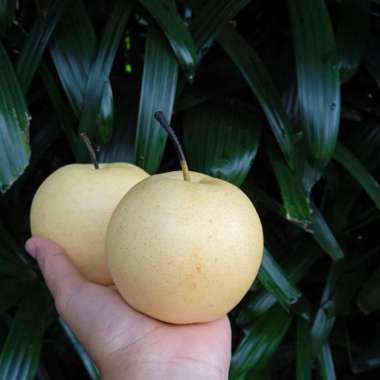 Pir Century Fresh 1 kg / pear / Buah Pir