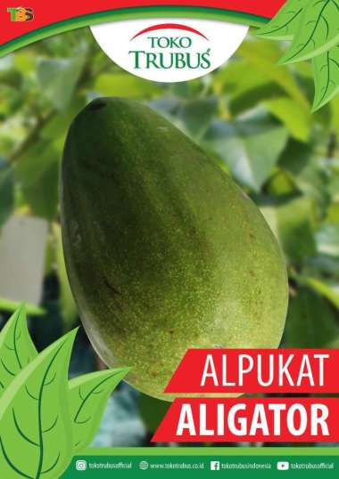 BIBIT ALPUKAT ALIGATOR