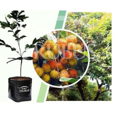 BIBIT BUAH RAMBUTAN RAPIAH