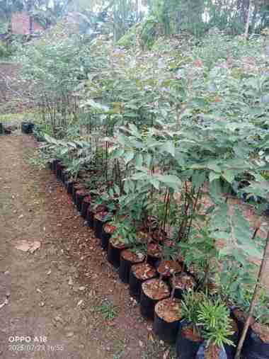 1M - Bibit tanaman pohon pelangi / Eucalyptus deglupta / pohon Leda