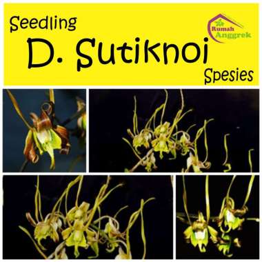 Seedling Anggrek Dendrobium Sutiknoi spesies keriting dendro siraja tanduk endemik papua kriting bul