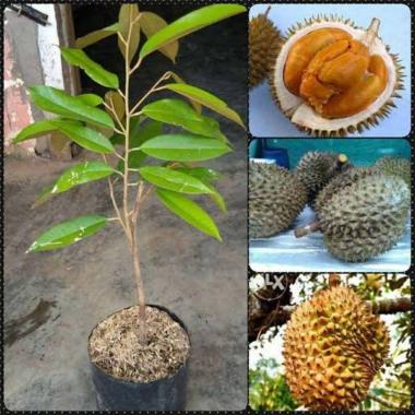 BIBIT DURIAN DURI HITAM / Oci ( Ochee )