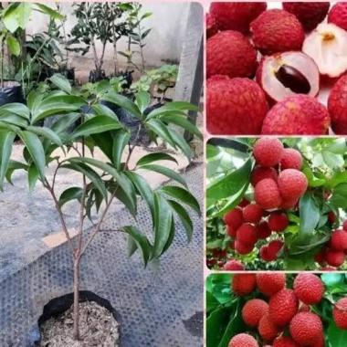 bibit buah leci merah berkualitas