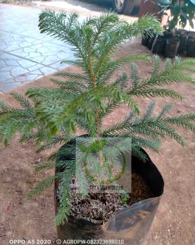 Bibit Tanaman Cemara Norfolk - Pentris - Cemara Natal - Harga Murah