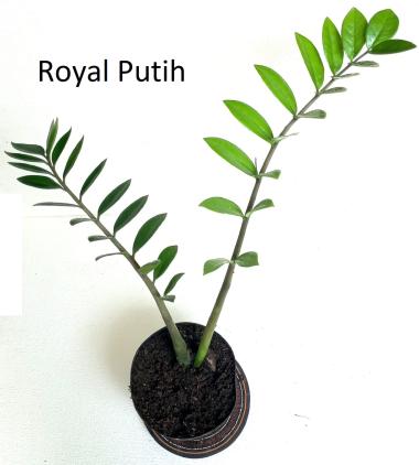 TANAMAN HIAS ZZ PLANT (ZAMIOCULCAS ZAMIIFOLIA)