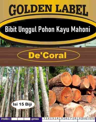 Bibit Unggul Pohon Kayu Mahoni|Biji Bibit Kayu Mahoni|Benih Mahoni
