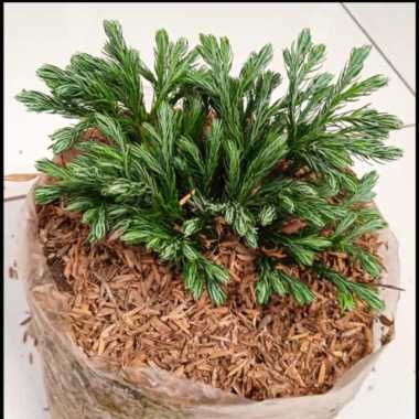Tanaman Hias Cemara Perak Biru Juniperus |Tanaman Cemara Perak Biru