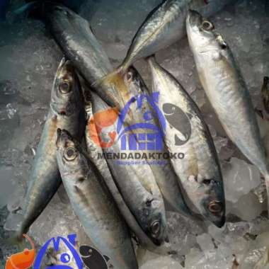 ikan layang | seafood | ikan laut segar