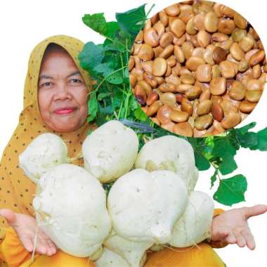 Bibit Bengkoang Super Isi 1 Kg