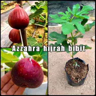 benih bibit tanaman buah tin merah cangkok