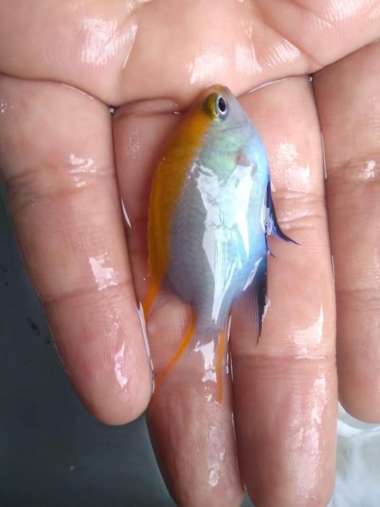 Betok DASI BIRU - Ikan Hias Aquarium Laut