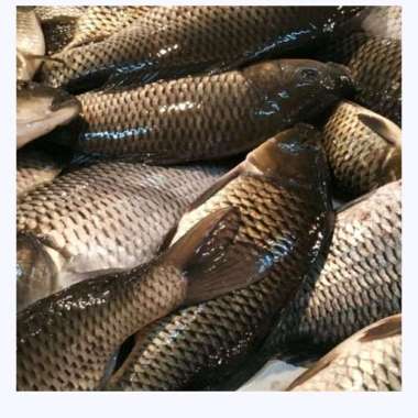 Ikan Mas Segar Hidup 1 kg