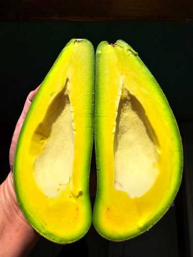 DUTA BUAH ALPUKAT SIGER (0,9-1KG) 1-2 PCS